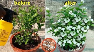 Prepare mogra jasmine like this for uncountable flowers|care of Mogra plant|jasmine|Hindi|Urdu#Mogra