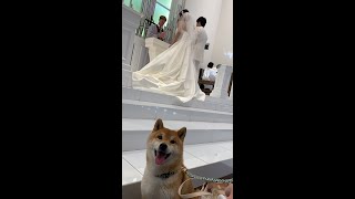 【激かわ】結婚式でリングドックしました。