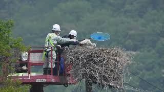 鳴門コウノトリ 2023/04/21 撮影 成長記録 徳島県鳴門市