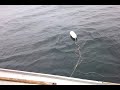 setting a halibut trawl on the ol 51 boat.