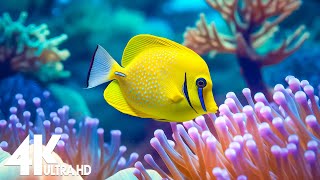 Aquarium 4K  (ULTRA HD) 🐠 Sea Animals With Relaxing Music - Rare & Colorful Sea