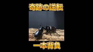 ［リアルムシキング］国産カブトムシVSホペイオオクワガタ　［クワガタ相撲］ #shortvideo #昆虫バトル #昆虫