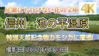 【4K】信州「池の平湿原」尾瀬にも負けない花の宝庫 コマクサもまだあった！