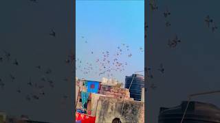 😈500 kabutaro ki 😨daurd laxmi 🥰nagar se ustaad mohit ka shok #shortvideo #bird #pigeonlover