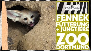 Dortmund Zoo: Offspring for the FENNEKS 😍 | zoos.media