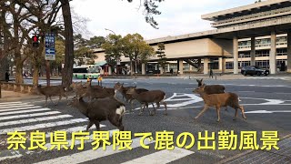 Nara japan 奈良公園でシカ部メンバーご出勤‼️ここは鹿の通勤路か🤣🤣