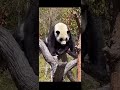 今天小奇迹摆好pose給姨姨们拍照。panda xiao qiji show his pretty face to take pictures. panda animals 大熊猫 小奇迹