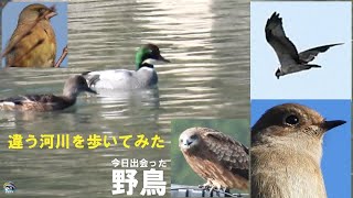 野鳥撮影　ヨシガモ　ミサゴ　違う河川を歩いてみた　兵庫県・北播磨