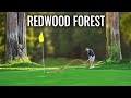 Jaw Dropping Course in Giant Redwood Forest