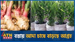 বস্তায় আদা চাষে বাড়ছে আগ্রহ | Pabna Bagging Ginger | ATN News