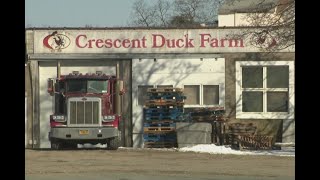 Bird flu forces New York duck farm to euthanize 100,000 birds