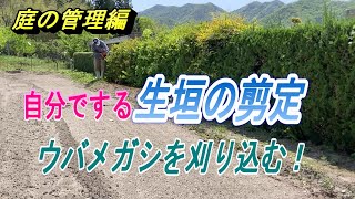 【生垣剪定】自分でもできる、ウバメガシ生垣の刈り込み剪定です。