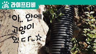 라이프티비 - #33. 서동 배수관 고양이 구출작전! 1부 (새끼 고양이에게 반전이..?)