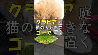 クラピアの庭で遊ぶ猫とごろごろ転がるゴーヤ #Shorts