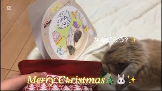 モカにもクリスマスプレゼントが…!!✨️