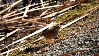 今田遊水地の鳥　コガモ集団　メジロ　ヤマガラ　オオジュリン　セッカ　今日の鳥