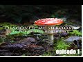 Discover Mushrooms in the PNW Documentary; Episode 1