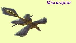 microraptor song