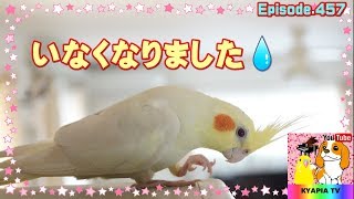 いなくなったオカメインコがいた場所とは？457Cockatiel Emma has gone somewhere.