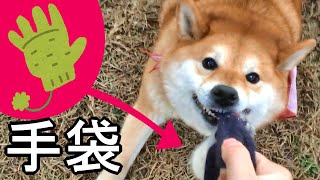 飼い主から手袋を笑顔ではぎとる柴犬