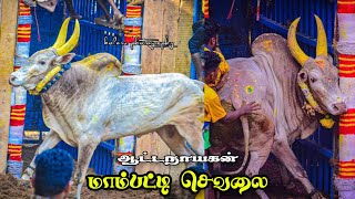 மாம்பட்டி செவலை சிறப்பான விளையாட்டு மேலப்பூங்குடி களத்தில் வேற லெவல்