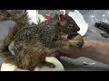 testas tuesday tips squirrel mounting part 2