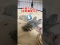 ウロコノーマル1羽だけ【里親募集中】 shorts ウロコインコ