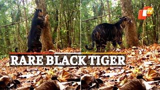 Watch: Rare Melanistic Tiger At Similipal, Video Shared On International Tiger’s Day