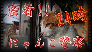 【警部みつお】密着！！にゃんこ警察２４時！　＃ねこ/＃猫/＃密着/＃インタビュー