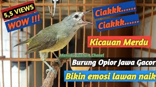 Opior Jawa Gacor variasi | Ngeroll diSiang Bolong #opiorgacor @MANUKU.OCEHAN_chanel