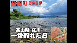 鮎釣り 令和５年８月下旬 富山県 庄川 シーズンで一番釣れた日# 富山県庄川#庄川#鮎釣り