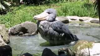 shoebill　ハシビロコウの水浴び