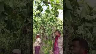 বড়াইগ্রামে পূর্ব শত্রুতার জেরে এক বিঘা জমির লাউ গাছ কেটে সাভার করেছে দুর্বৃত্তরা।