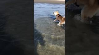 我的狗瘋了 跳到海裡洗澡 #柴犬 #柴犬球球 #shiba