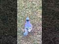 Hungry blue jay bird eating