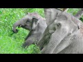 wild elephant spotting safari with boet in kuiburi thailand