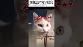 猫のおもしろ動画にツッコミどころ満載なアフレコしてみた＃213【お魚】【ハプニング映像】#shorts　#アフレコ #面白動画