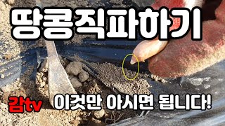 @감tv 땅콩/땅콩직파하기/대봉감/귀촌귀농귀향준비하기/농촌/감농사/40대귀농귀촌준비/50대농귀촌준비/60대귀농귀촌준비