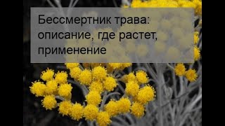 Бессмертник трава: описание, где растет, применение