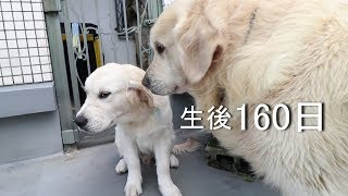 アイン村  チロの子生後160日目  子犬達もみんな一緒です（ゴールデンレトリバー子犬）