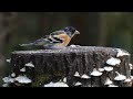 西湖野鳥の森公園のアトリ（雄）とゴジュウカラ　その１（4k60p動画）