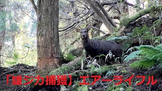 #50【雄ジカ捕獲】【有害駆除】【くくり罠】【エアーライフル】