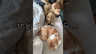 ひとり動いたら次々と動く猫たちw  #猫 #あれぱっち #shorts