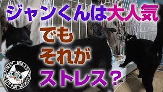 【Jean \u0026 Pont 0763】心優しきボス猫ジャン君は人気だけにストレス 2017/11/10　保護猫育成記録  Jean \u0026 Pont