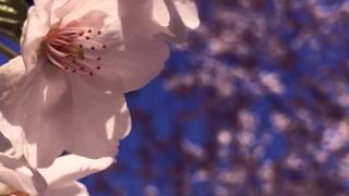 目黒川桜祭り2017　Cherry Blossoms at Meguro river  Tokyo Japan