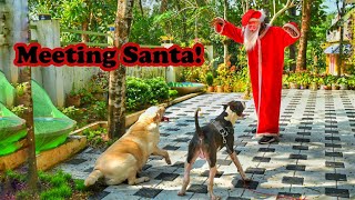 Reaction of my dogs if I dressed like a Santa |ക്രിസ്തുമസ് അപ്പൂപ്പനായി ഇവരുടെ മുന്നിലേക്ക് പോയപ്പോൾ