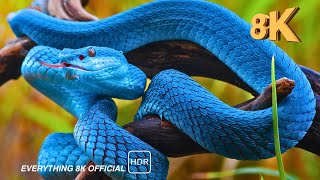 SNAKE | Snake Videos Collection | EVERYTHIG 8K OFFICIAL