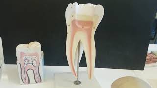 Digestive System - Oral cavity, Teeth, Salivary glands