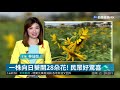 一株向日葵開28朵花 民眾好驚喜 華視新聞 20181205