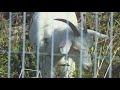 Goats helping to clear historic cemetery